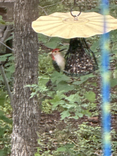 Red-bellied Woodpecker observed by janlapine