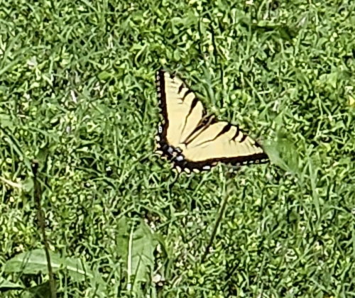 Eastern Tiger Swallowtail
