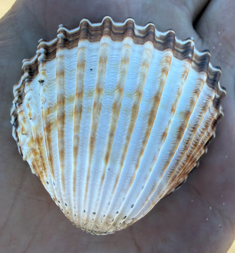 Acanthocardia tuberculata