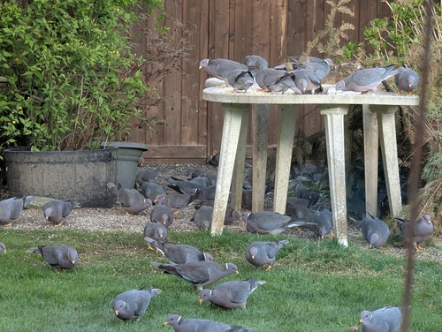 Band-tailed Pigeon observed by yardbirder