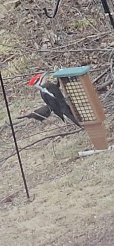 Pileated Woodpecker observed by sprung