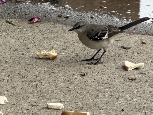 Northern Mockingbird observed by ann_horton