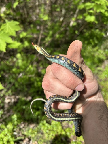 Red-spotted Garter Snake observed by certified_dendrophile