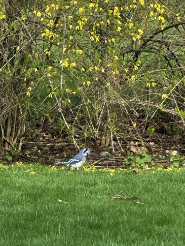 Blue Jay observed by lucysugawa