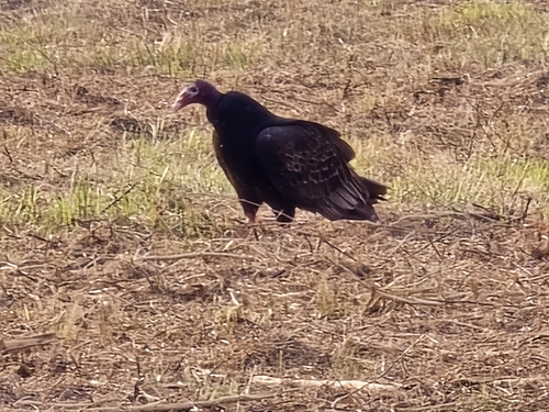 Turkey Vulture observed by icecreamspoonbill