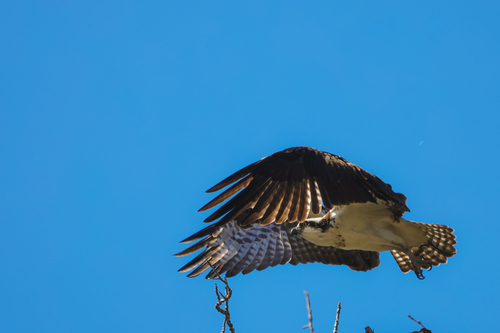 Osprey observed by goat_path