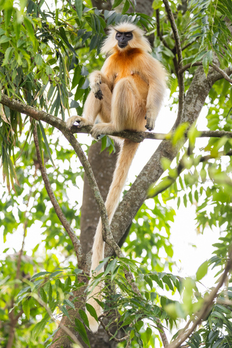 Gee's Golden Lutung
