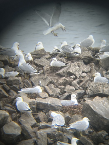 Ring-billed Gull observed by scott_delyea