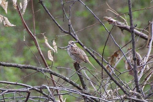 Song Sparrow observed by bathroomdoorknob