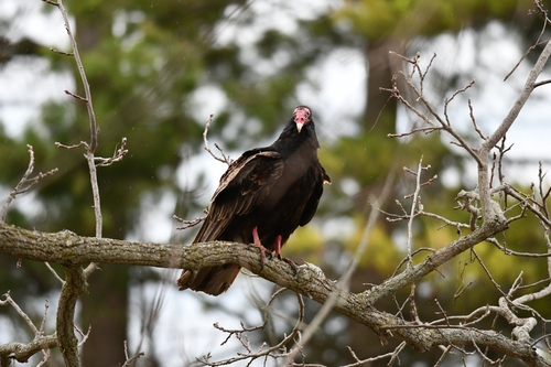 Turkey Vulture observed by shannontaylor_