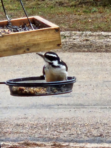 Downy Woodpecker observed by sarah5615