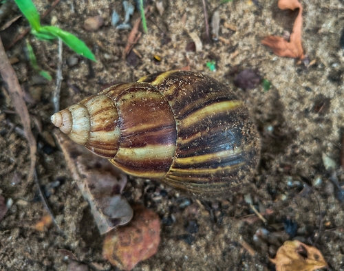 Lissachatina fulica