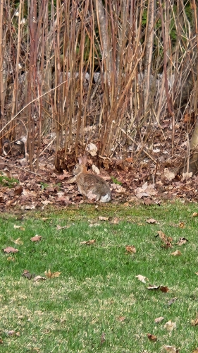 Eastern Cottontail observed by angeladawnparker