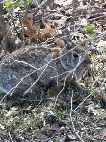 Eastern Cottontail observed by bohemianspirit