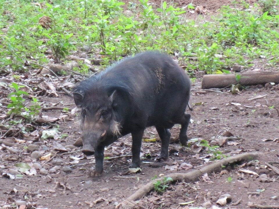 philippine-warty-pig-in-december-2018-by-renz-reyes-inaturalist