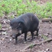 Philippine Warty Pig - Photo (c) Renz Reyes, all rights reserved, uploaded by Renz Reyes