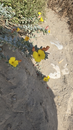 iNaturalist observation photo of Suncups