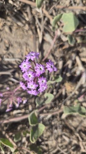 iNaturalist observation photo of sand verbenas