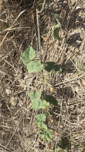 iNaturalist observation photo of false bindweeds