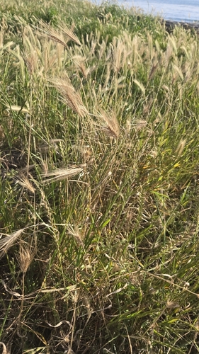 iNaturalist observation photo of Barleys