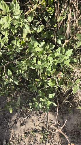 iNaturalist observation photo of heartleaf keckiella