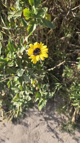 iNaturalist observation photo of brittlebushes