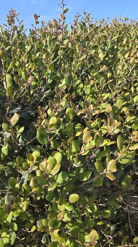 iNaturalist observation photo of Redberry Buckthorn