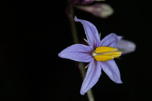 Solanum schulzianum