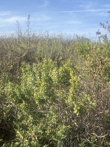 iNaturalist observation photo of coyote brush
