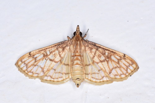 Sinomphisa junctilinealis