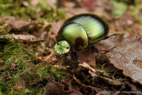 Genus Epilissus · iNaturalist