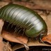 Madagascar Green-Emerald Giant Pill-Millipede - Photo (c) Chien Lee, all rights reserved, uploaded by Chien Lee