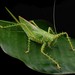 Spiny Devil Katydid - Photo (c) Chien Lee, all rights reserved, uploaded by Chien Lee