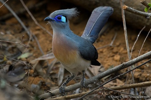 Crested Coua