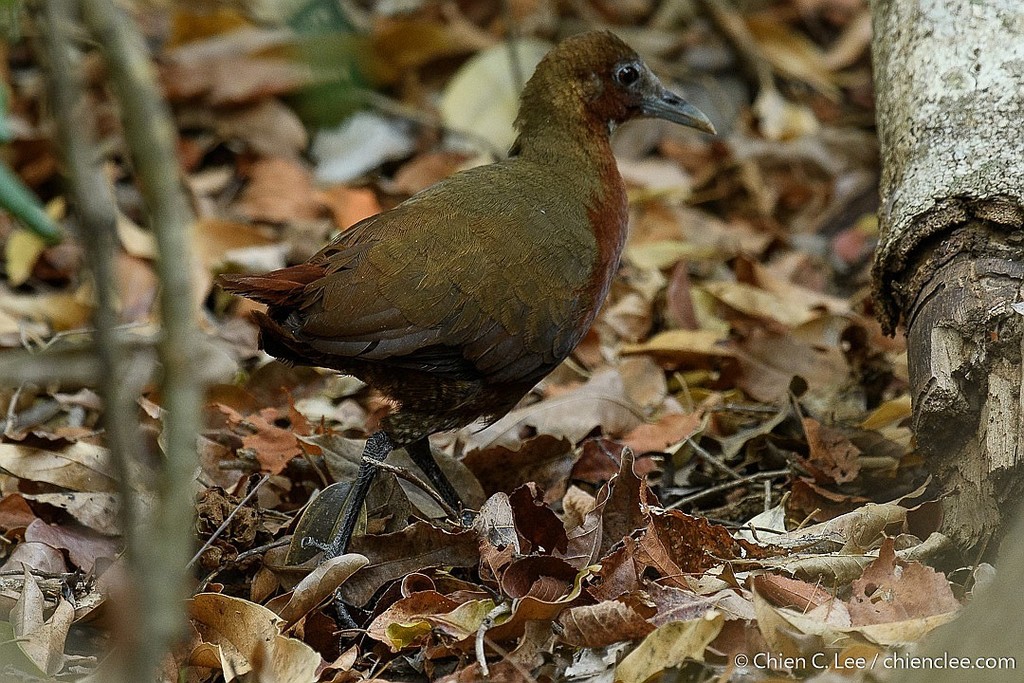 Tsingy Forest Rail (Mentocrex beankaensis) photo