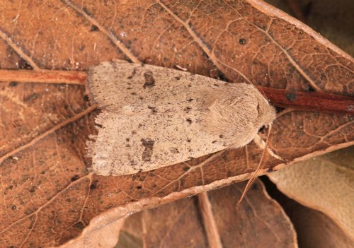Small Quaker