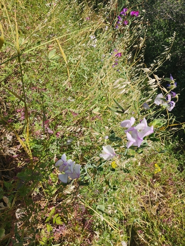 iNaturalist observation photo of Sweet pea
