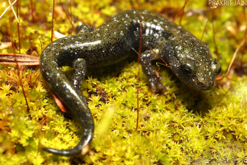 Santa Cruz Black Salamander