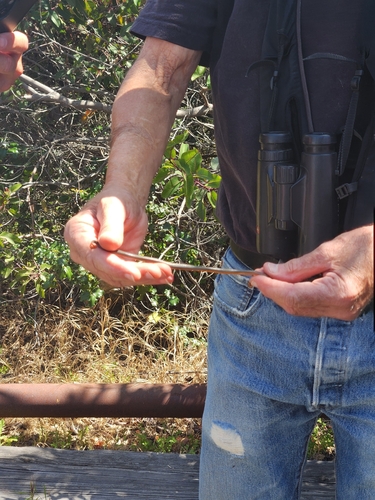 iNaturalist observation photo of Ring-necked Snake