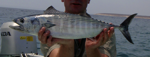 Striped Bonito