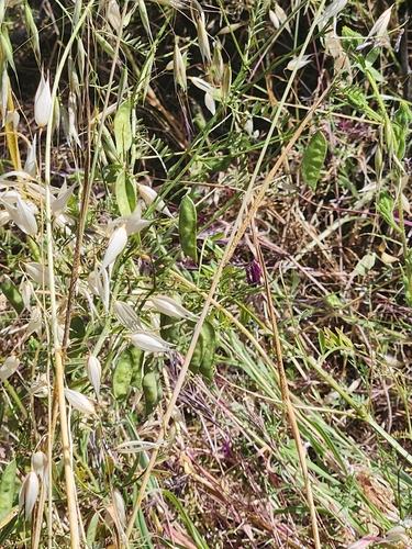 iNaturalist observation photo of Woolly Pod Vetch
