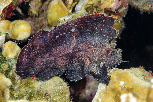 Taenianotus triacanthus