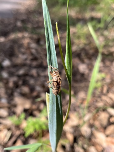 iNaturalist observation photo of American Stridulating Cicadas