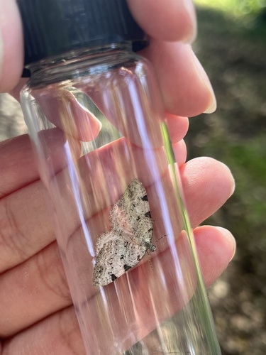 iNaturalist observation photo of Carpet Moths