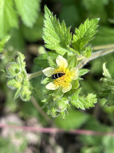 iNaturalist observation photo of Ocean Spray Fairy Moth