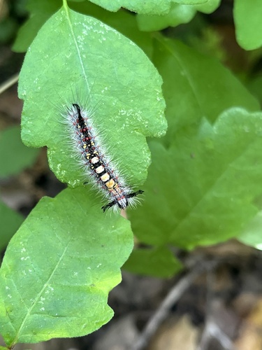 iNaturalist observation photo of Western Tussock Moth