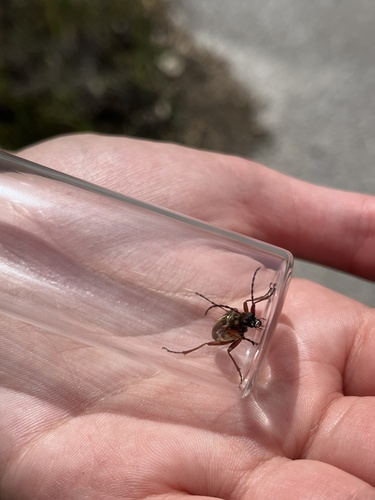 iNaturalist observation photo of Stenocorus
