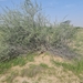 Acacia ehrenbergiana