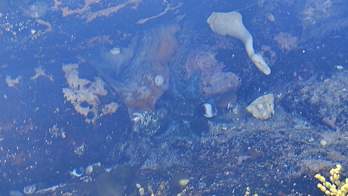 Octopus tetricus