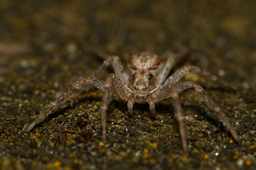 Eurasian Running Crab Spider